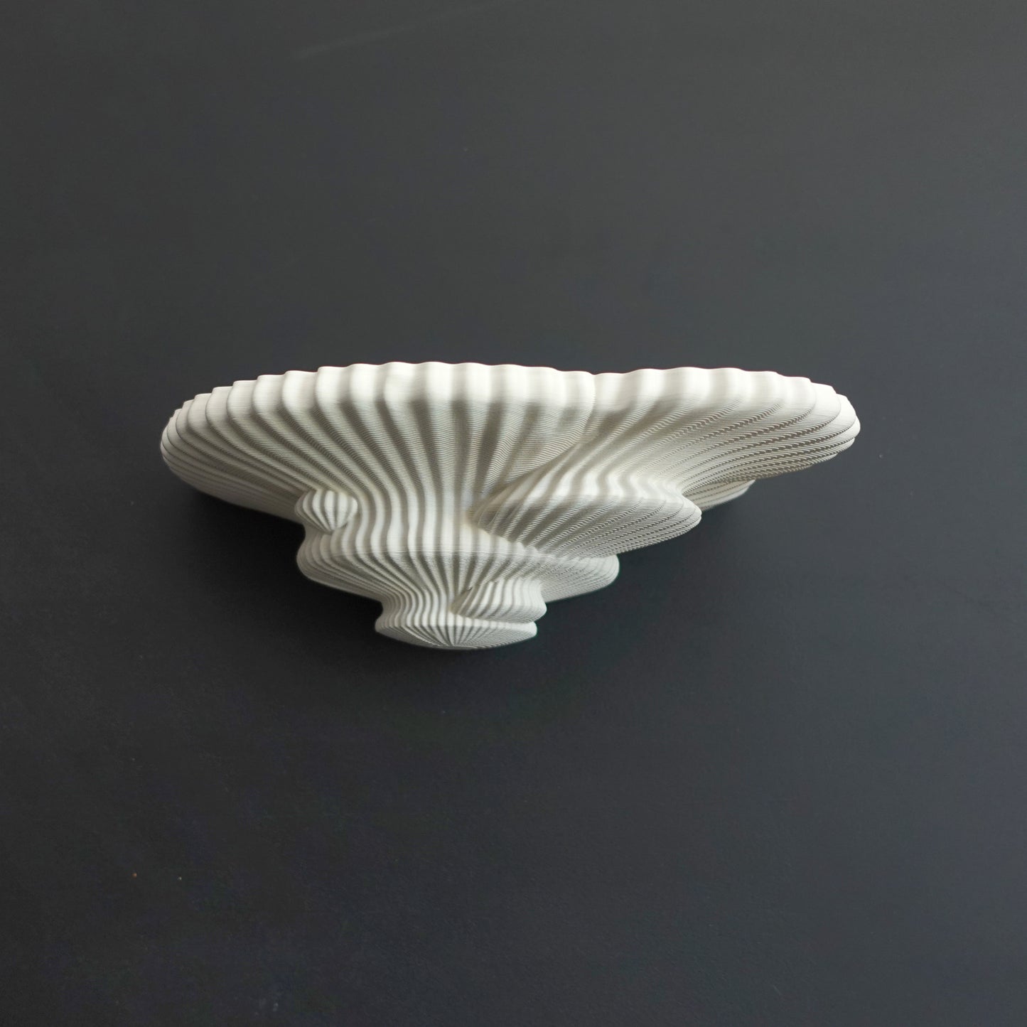 TINDER FUNGUS SHELF